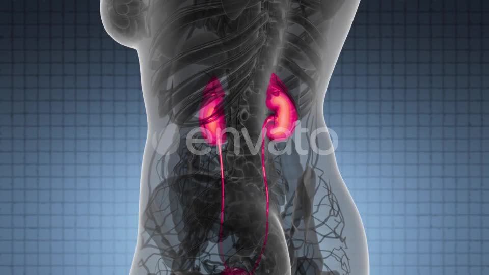 Anatomy Scan of Human Kidneys - Download Videohive 22008155