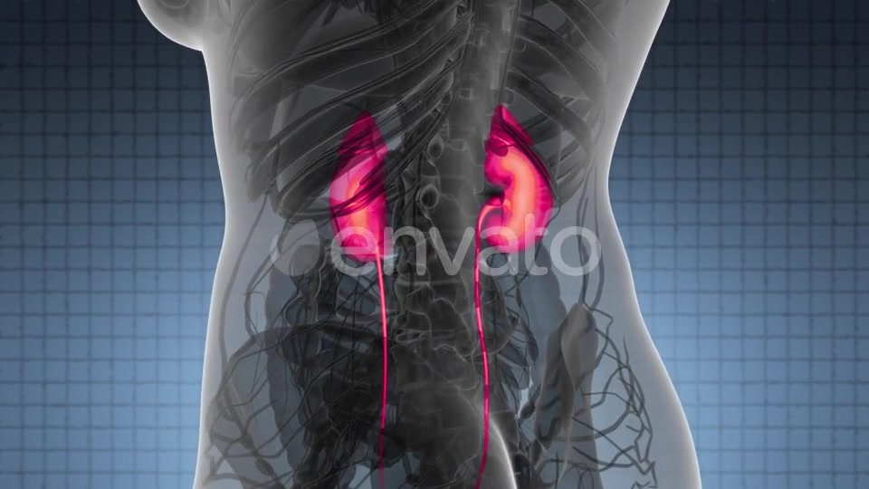 Anatomy Scan of Human Kidneys - Download Videohive 22008155