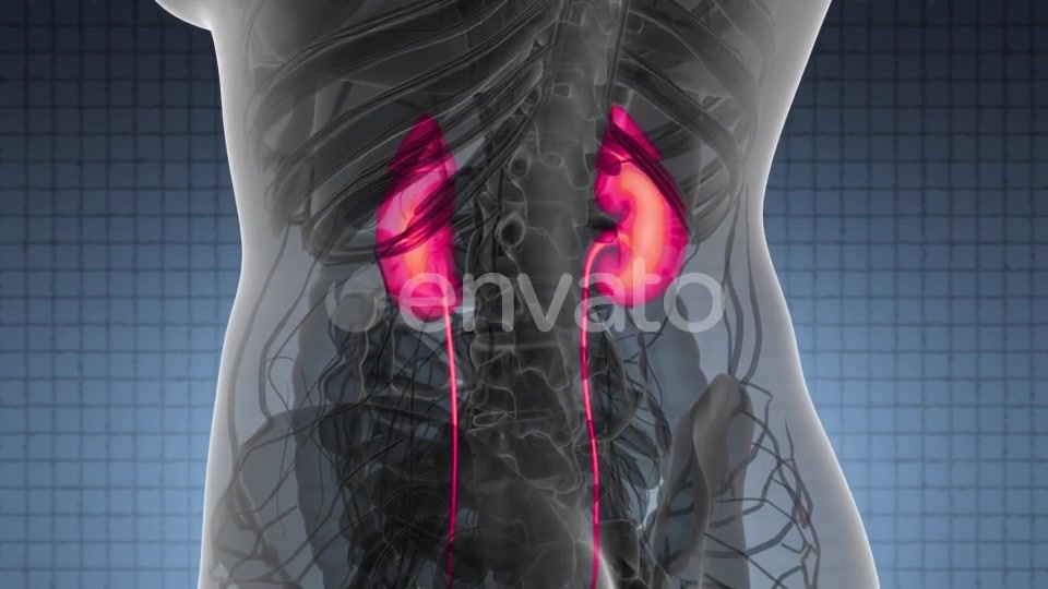 Anatomy Scan of Human Kidneys - Download Videohive 22008155