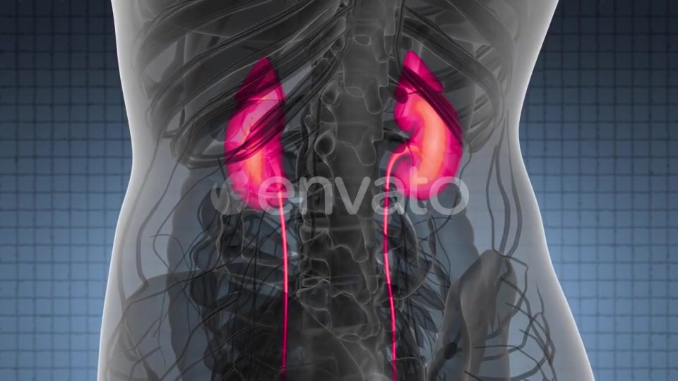 Anatomy Scan of Human Kidneys - Download Videohive 22008155