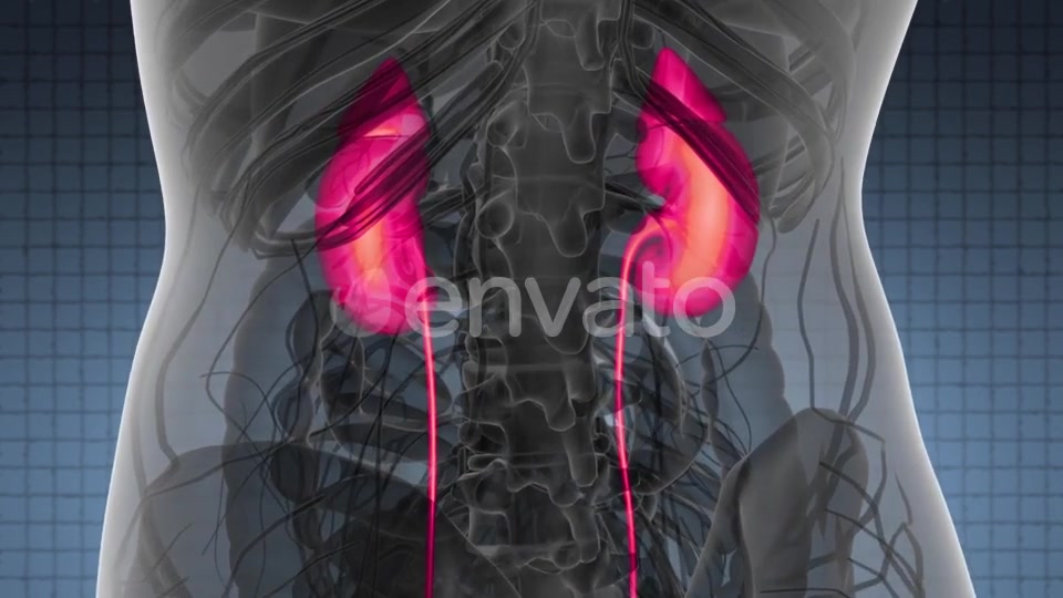 Anatomy Scan of Human Kidneys - Download Videohive 22008155