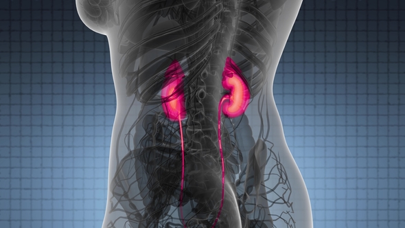 Anatomy Scan of Human Kidneys - Download Videohive 22008155