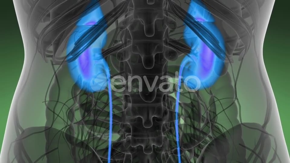 Anatomy Scan of Human Kidneys - Download Videohive 22008188