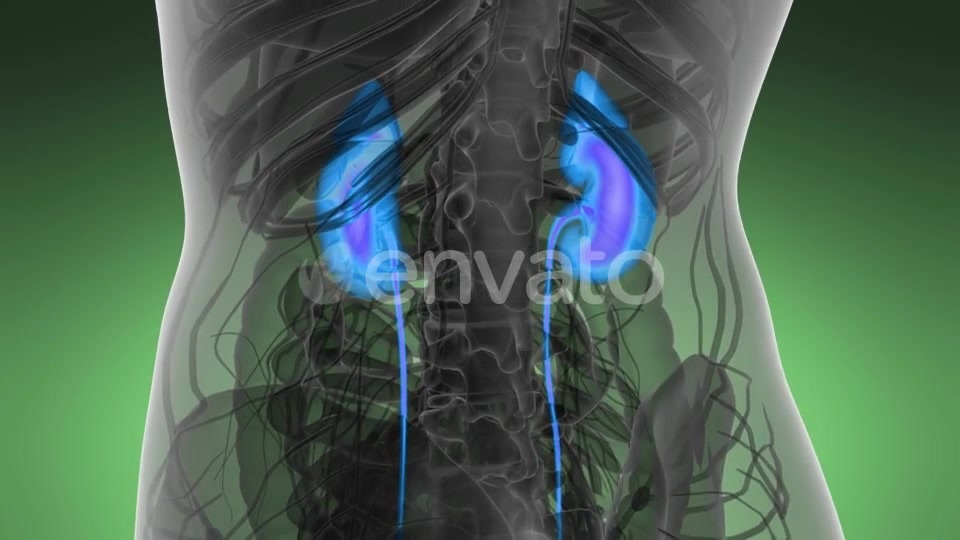 Anatomy Scan of Human Kidneys - Download Videohive 22008188