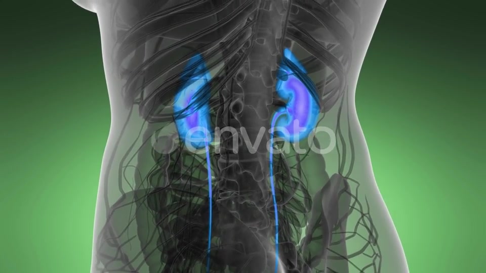 Anatomy Scan of Human Kidneys - Download Videohive 22008188