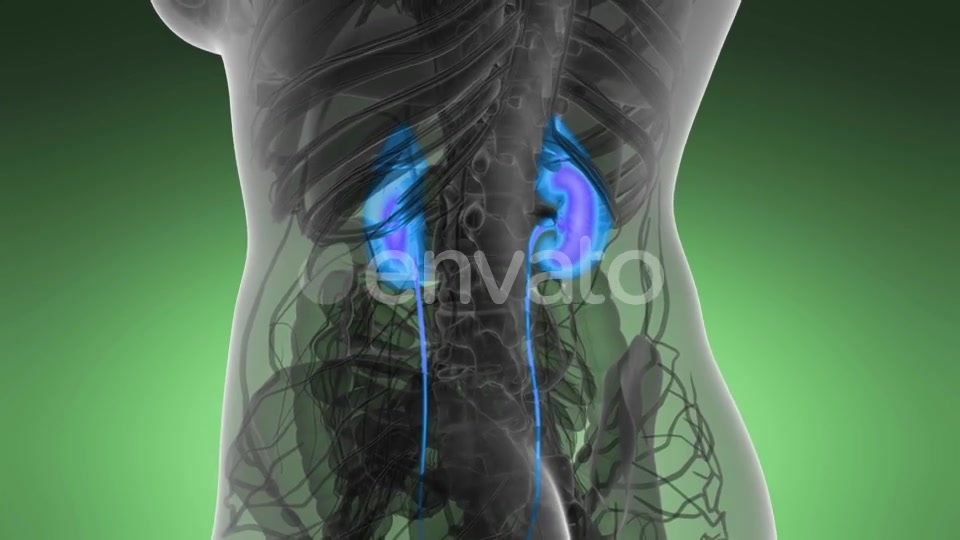 Anatomy Scan of Human Kidneys - Download Videohive 22008188