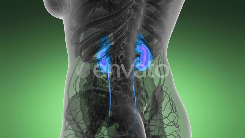 Anatomy Scan of Human Kidneys - Download Videohive 22008188