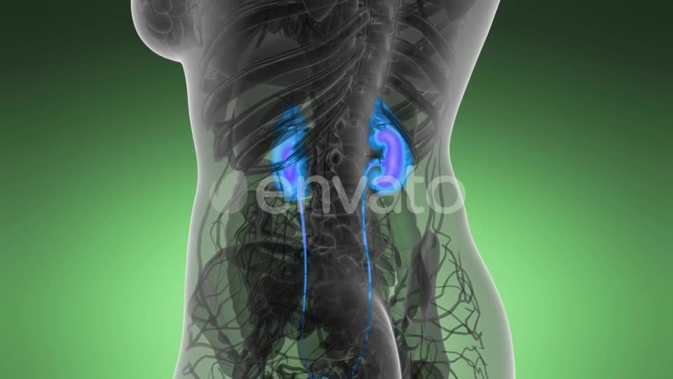 Anatomy Scan of Human Kidneys - Download Videohive 22008188