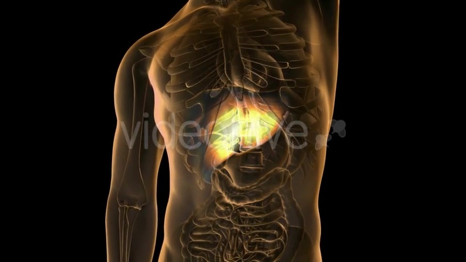 Anatomy Scan Of Human Liver - Download Videohive 18483268