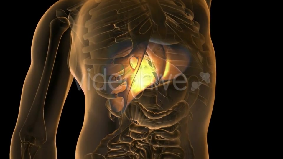 Anatomy Scan Of Human Liver - Download Videohive 18483268