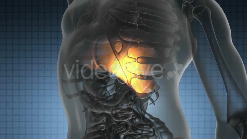 Anatomy Scan Of Human Liver - Download Videohive 18535660