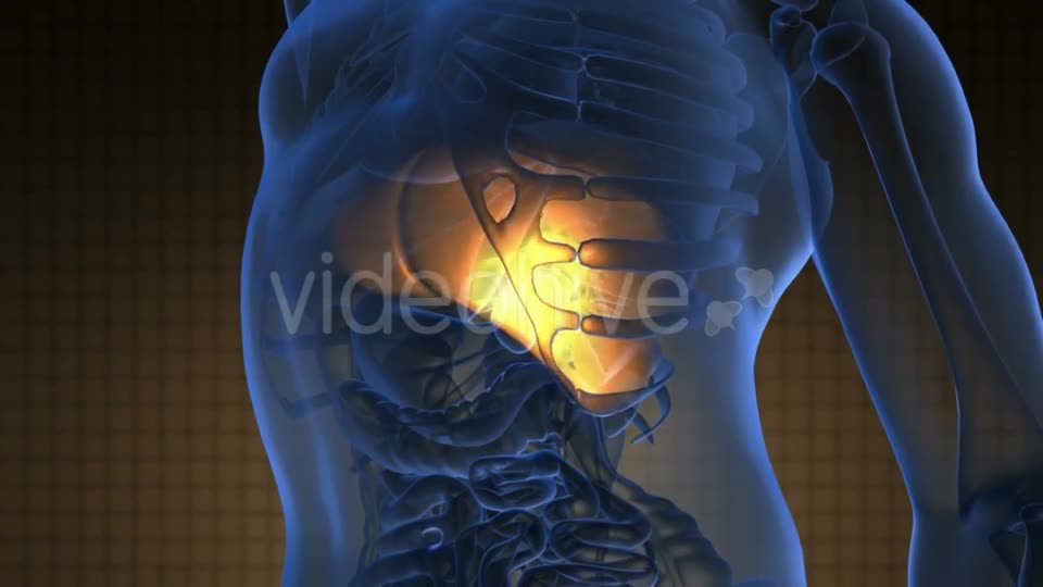 Anatomy Scan Of Human Liver - Download Videohive 18556665