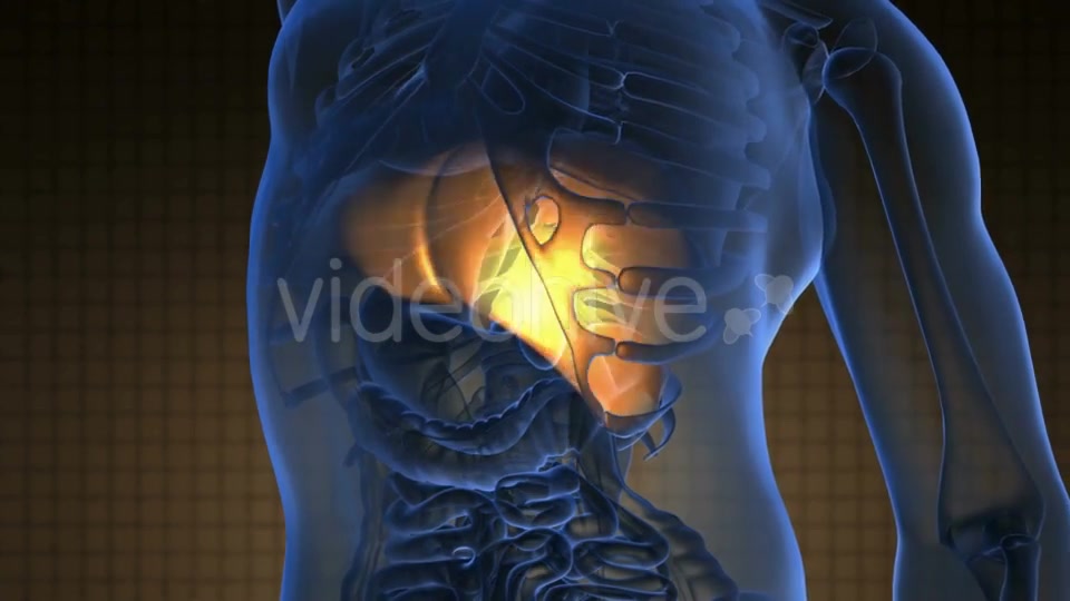 Anatomy Scan Of Human Liver - Download Videohive 18556665