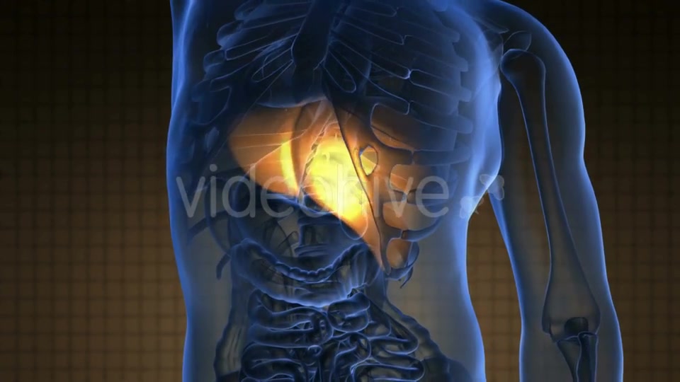 Anatomy Scan Of Human Liver - Download Videohive 18556665