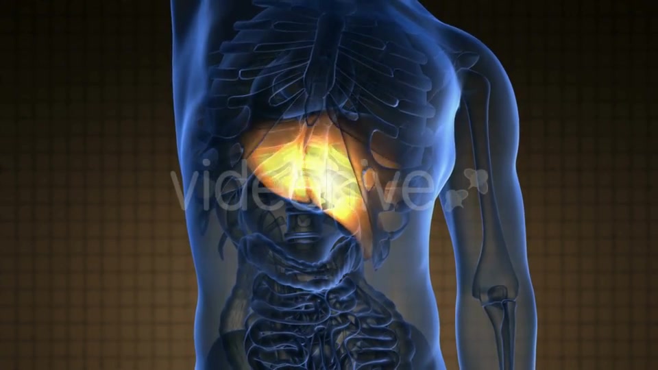 Anatomy Scan Of Human Liver - Download Videohive 18556665