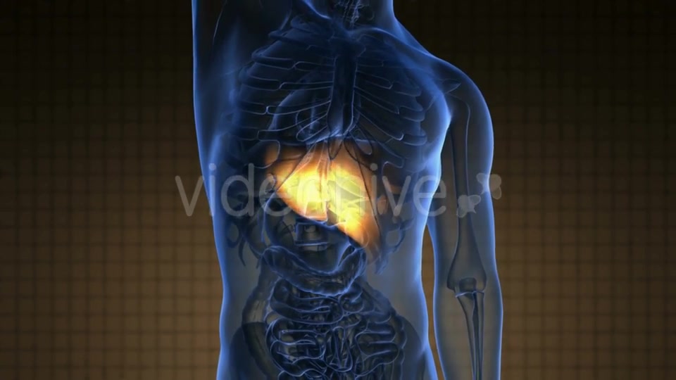 Anatomy Scan Of Human Liver - Download Videohive 18556665