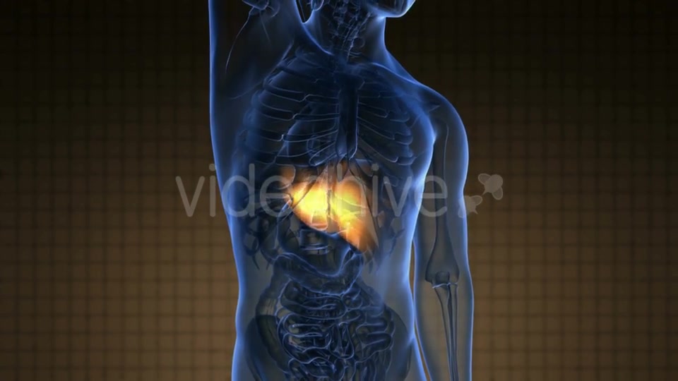 Anatomy Scan Of Human Liver - Download Videohive 18556665