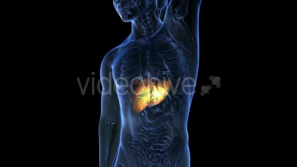 Anatomy Scan of Human Liver - Download Videohive 18967011