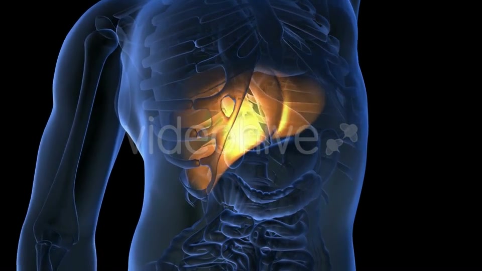 Anatomy Scan of Human Liver - Download Videohive 18967011