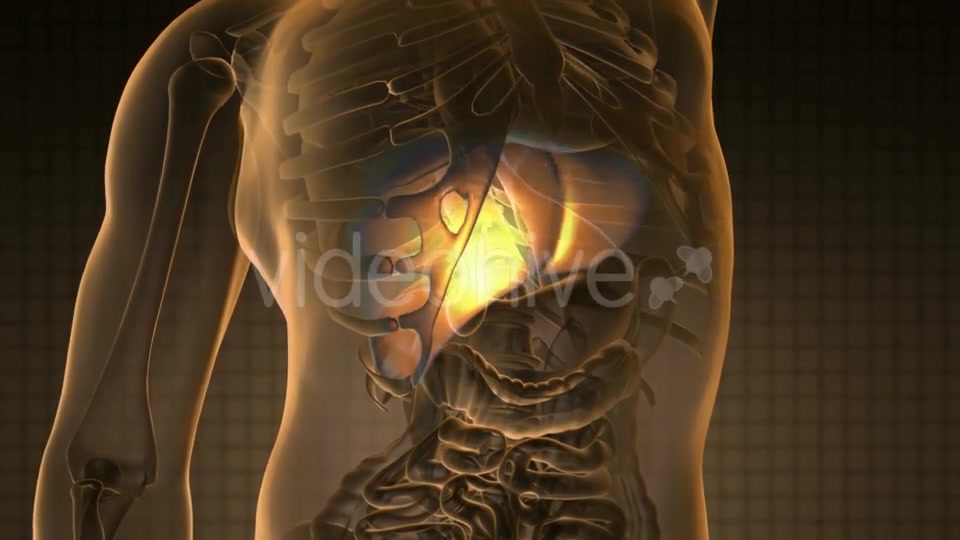 Anatomy Scan of Human Liver - Download Videohive 18967024