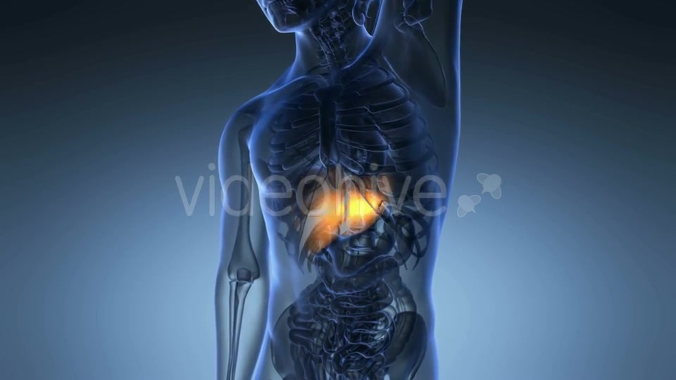 Anatomy Scan of Human Liver - Download Videohive 19289819