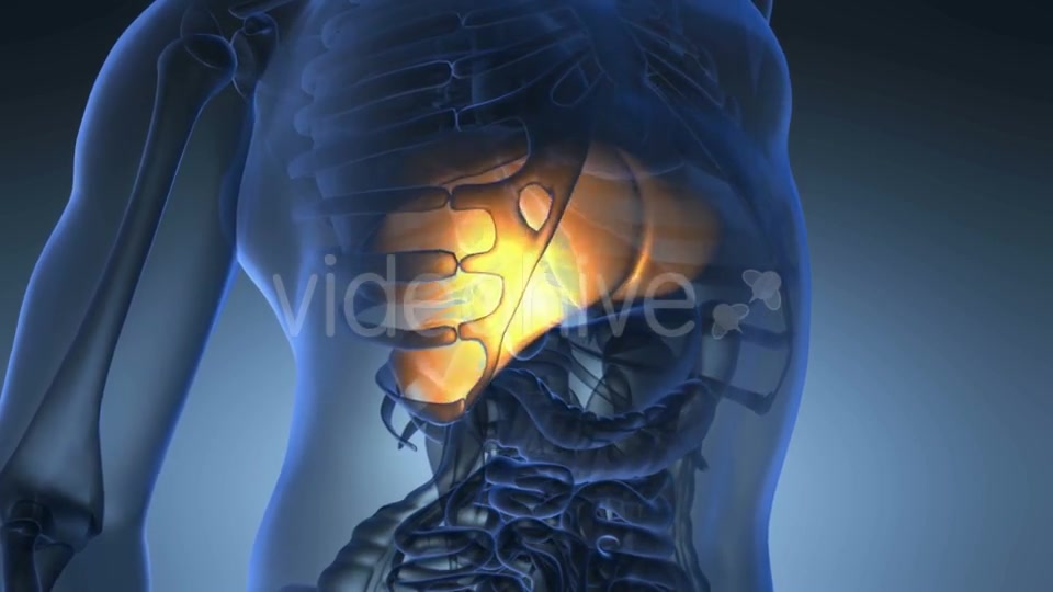 Anatomy Scan of Human Liver - Download Videohive 19289819