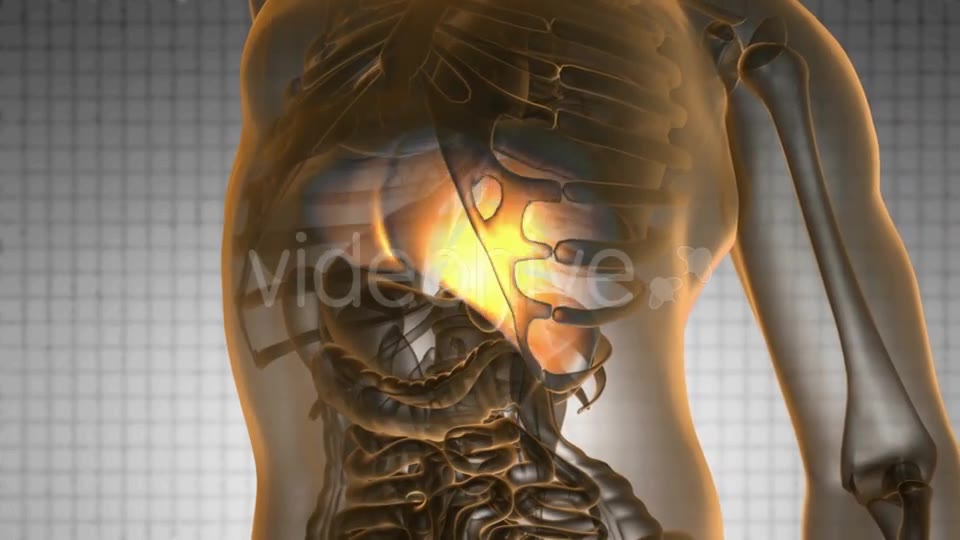 Anatomy Scan of Human Liver - Download Videohive 19289837