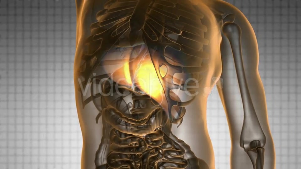 Anatomy Scan of Human Liver - Download Videohive 19289837