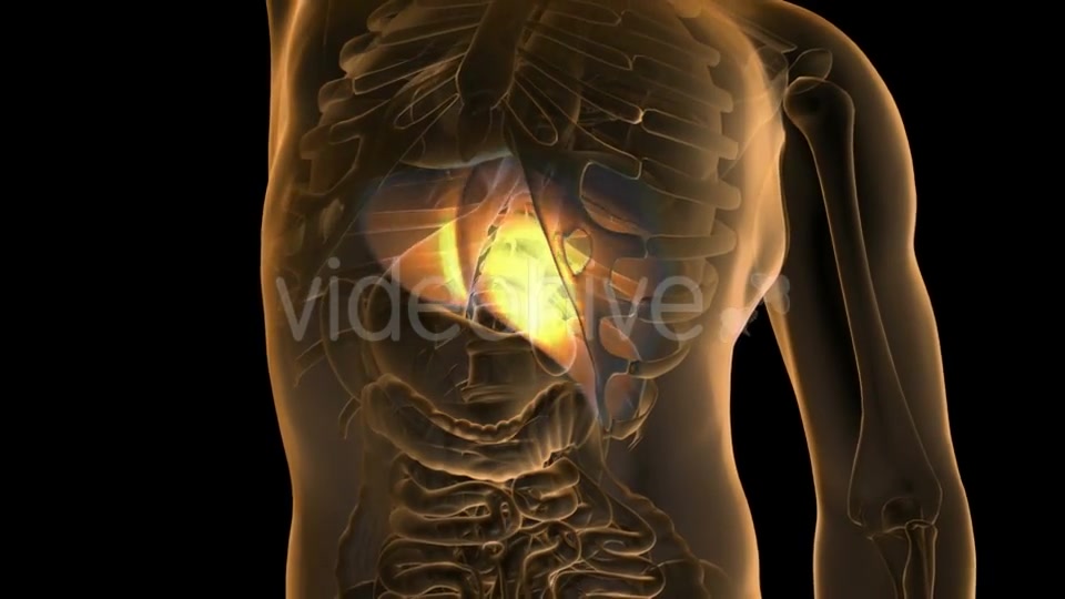 Anatomy Scan of Human Liver - Download Videohive 19894715
