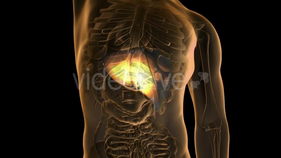 Anatomy Scan of Human Liver - Download Videohive 19894715