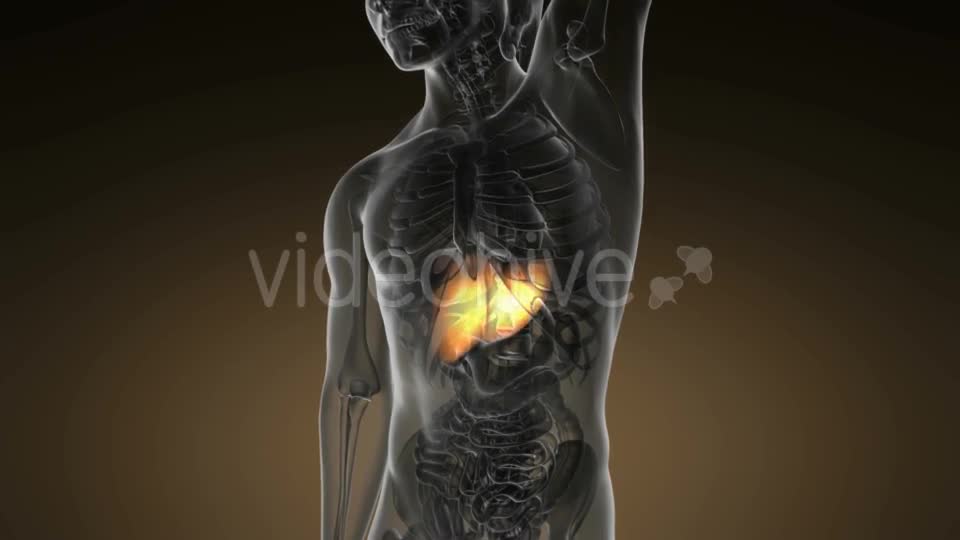 Anatomy Scan of Human Liver - Download Videohive 19894750