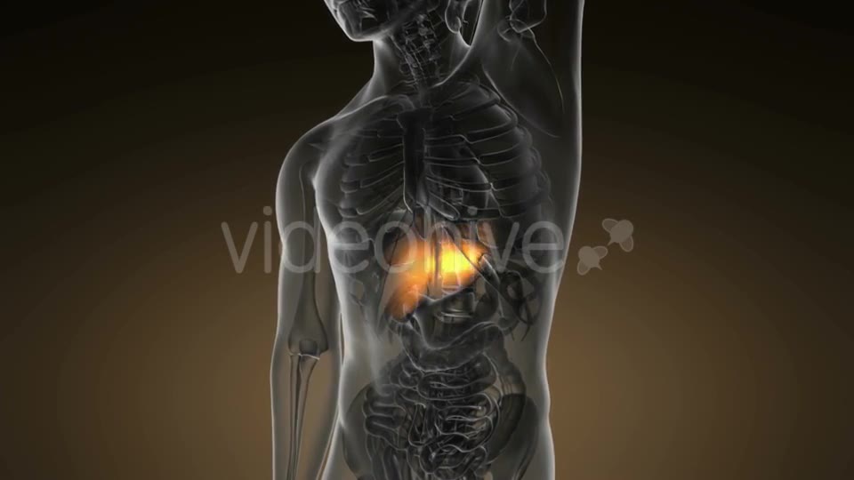 Anatomy Scan of Human Liver - Download Videohive 19894750