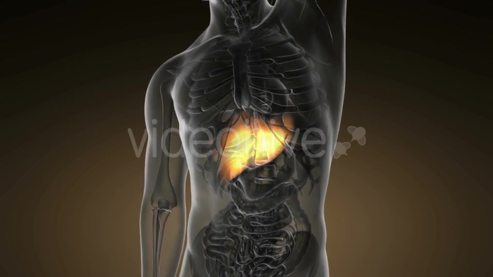 Anatomy Scan of Human Liver - Download Videohive 19894750