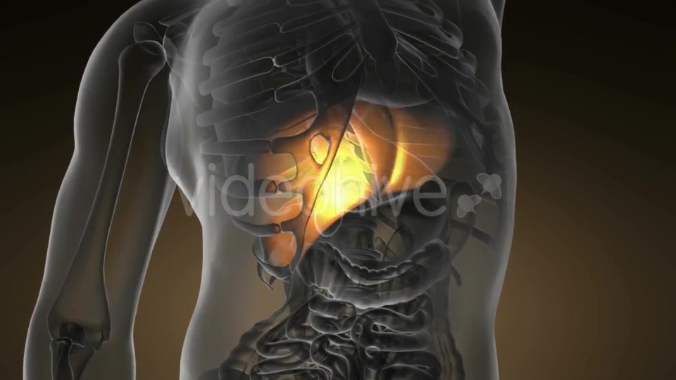 Anatomy Scan of Human Liver - Download Videohive 19894750