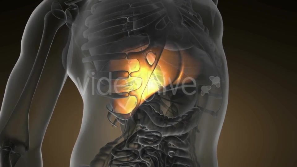 Anatomy Scan of Human Liver - Download Videohive 19894750