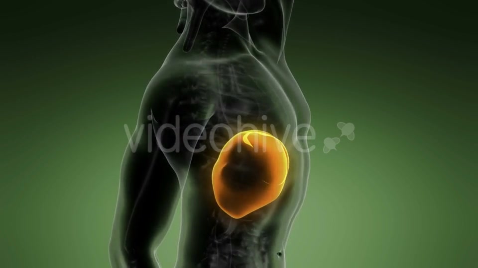 Anatomy Scan of Human Liver - Download Videohive 19928082