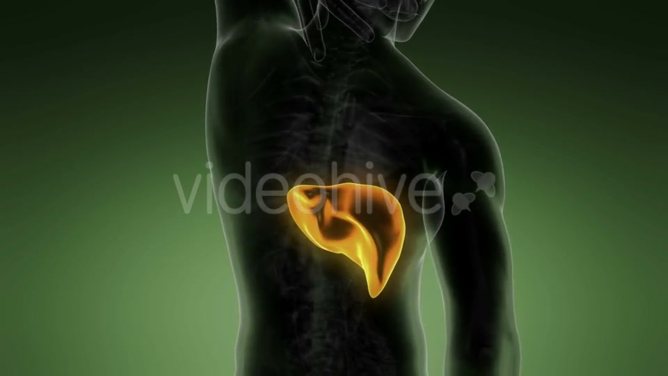 Anatomy Scan of Human Liver - Download Videohive 19928082