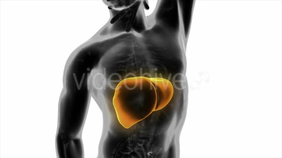 Anatomy Scan of Human Liver - Download Videohive 20010579