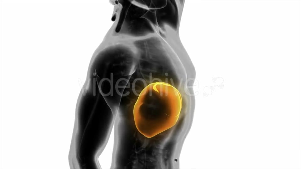 Anatomy Scan of Human Liver - Download Videohive 20010579