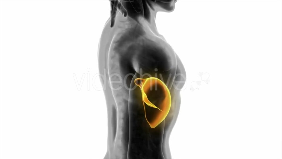 Anatomy Scan of Human Liver - Download Videohive 20010579