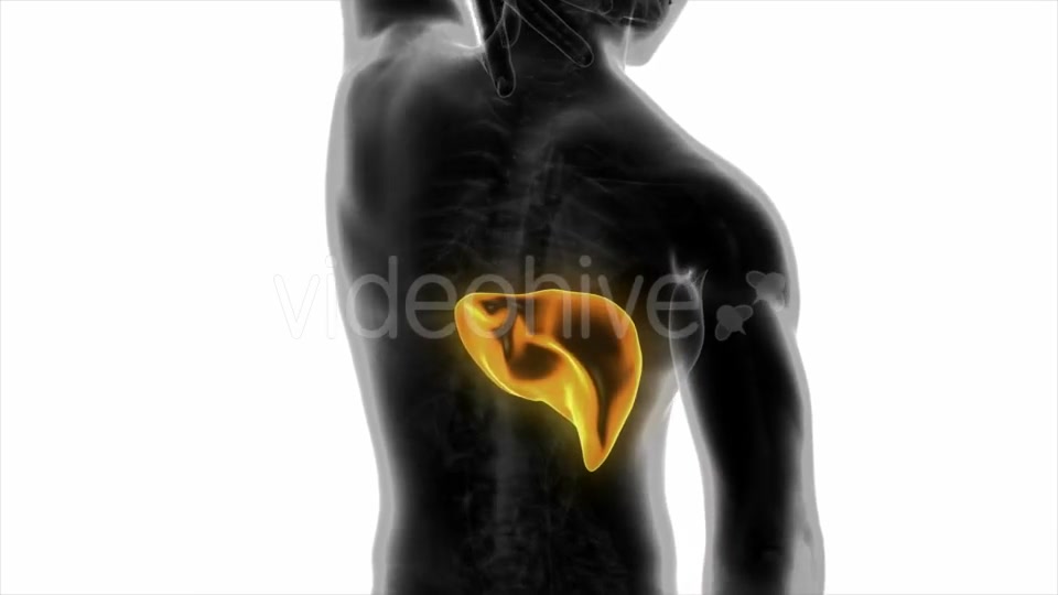 Anatomy Scan of Human Liver - Download Videohive 20010579