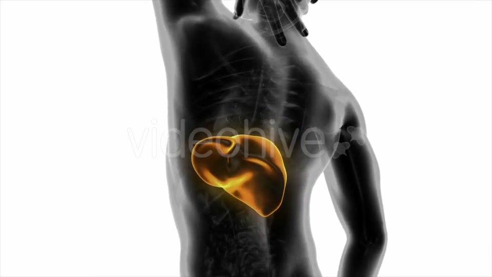 Anatomy Scan of Human Liver - Download Videohive 20010579