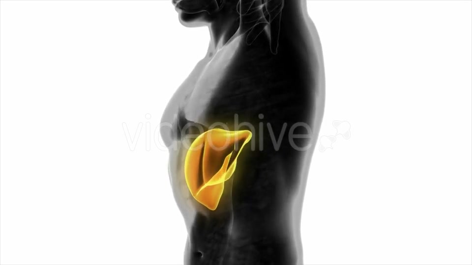 Anatomy Scan of Human Liver - Download Videohive 20010579