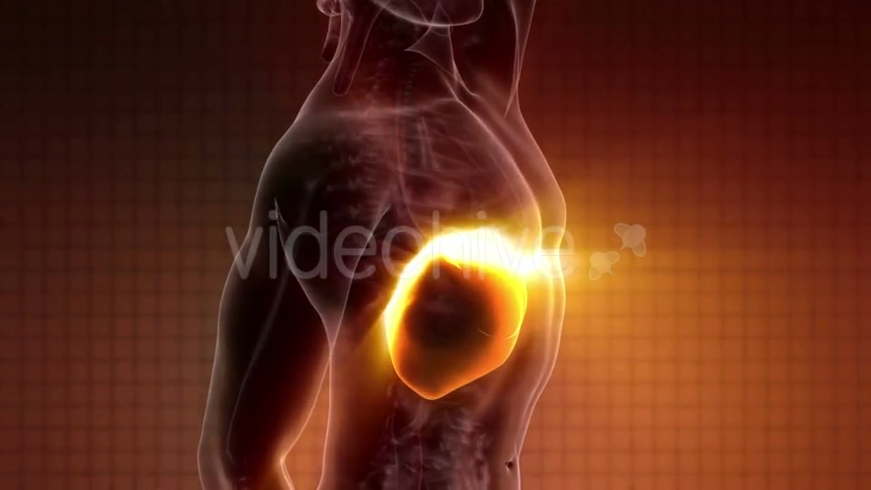 Anatomy Scan of Human Liver - Download Videohive 20010610