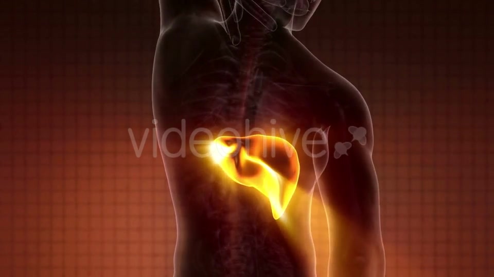 Anatomy Scan of Human Liver - Download Videohive 20010610