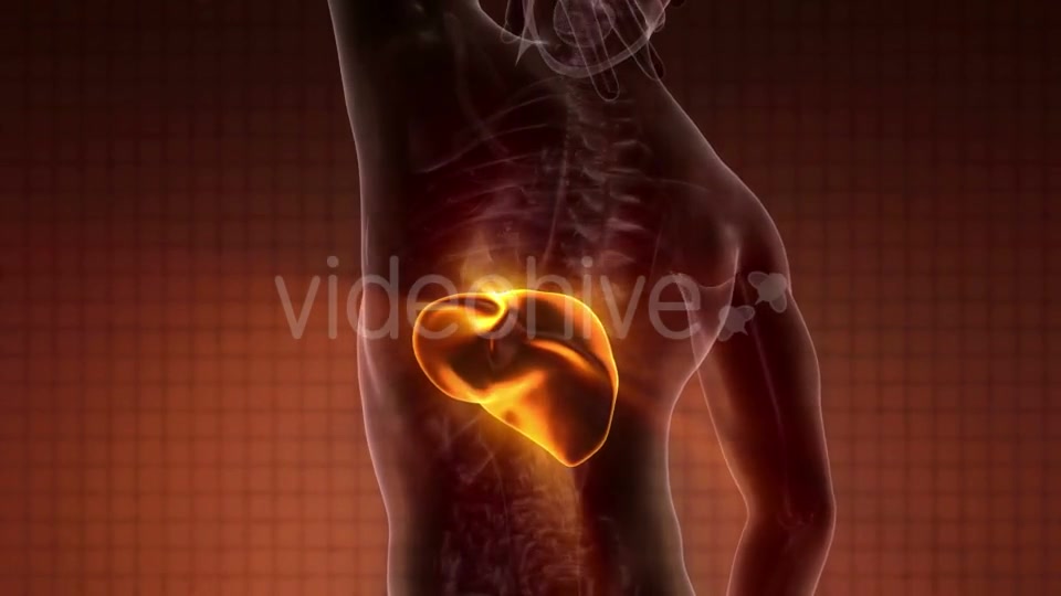 Anatomy Scan of Human Liver - Download Videohive 20010610
