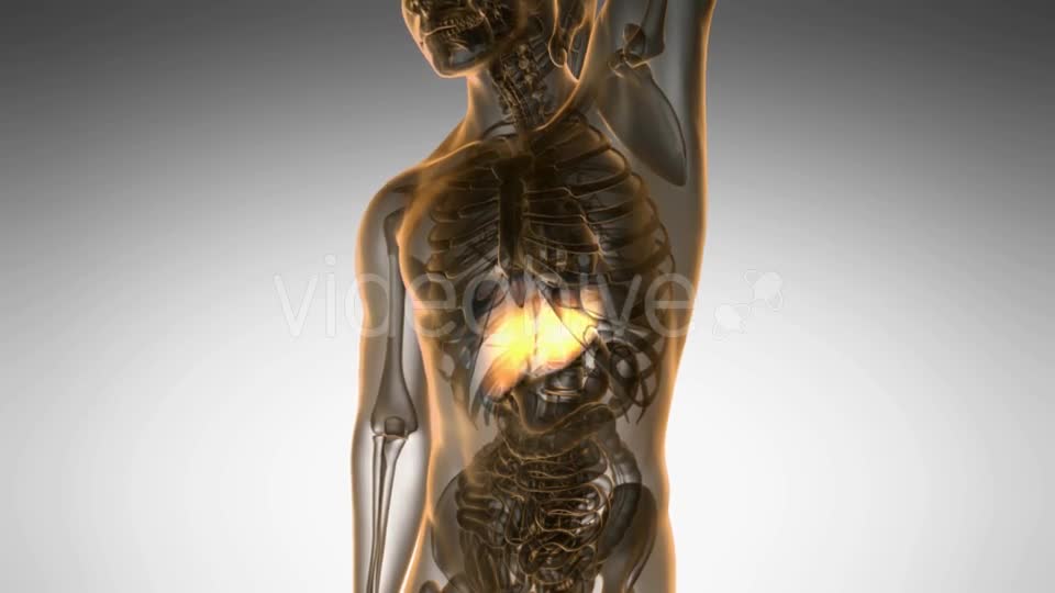 Anatomy Scan of Human Liver - Download Videohive 20290779