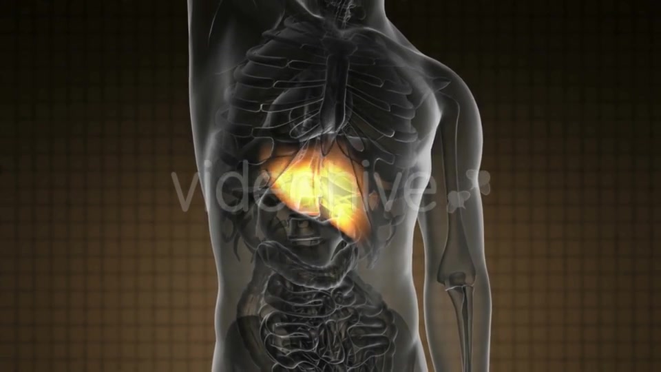 Anatomy Scan of Human Liver - Download Videohive 20290781
