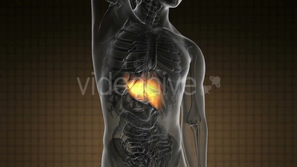 Anatomy Scan of Human Liver - Download Videohive 20290781