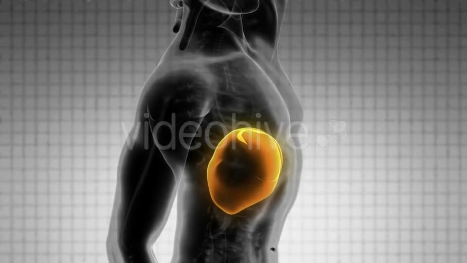 Anatomy Scan of Human Liver - Download Videohive 20506668